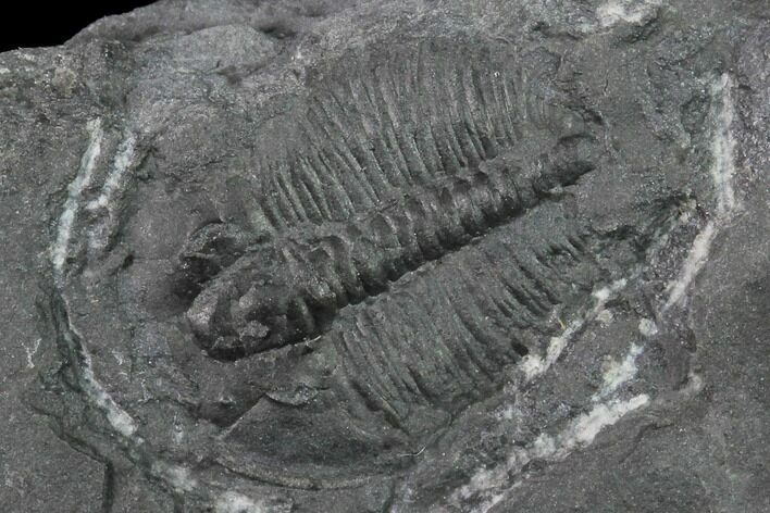 Elrathia Trilobite Fossil - Utah - House Range #139586